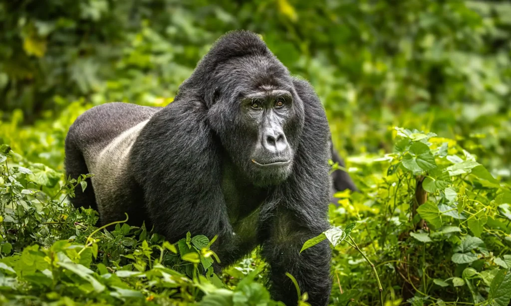 7 Days Congo Lowland Gorillas and Mountain Gorilla trekking