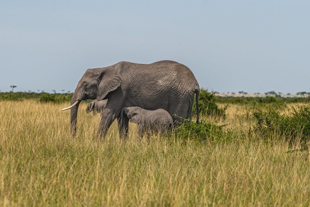 The Crown Jewel of Kenya: Masai Mara National Reserve – Your Ultimate Safari Guide