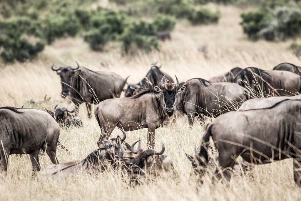 Nature Walk Safaris in the Masai Mara