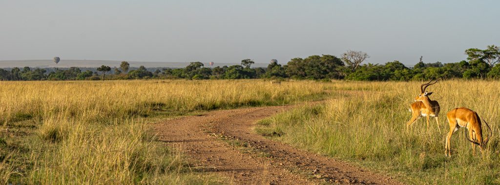Game Drives in the Masai Mara National Reserve