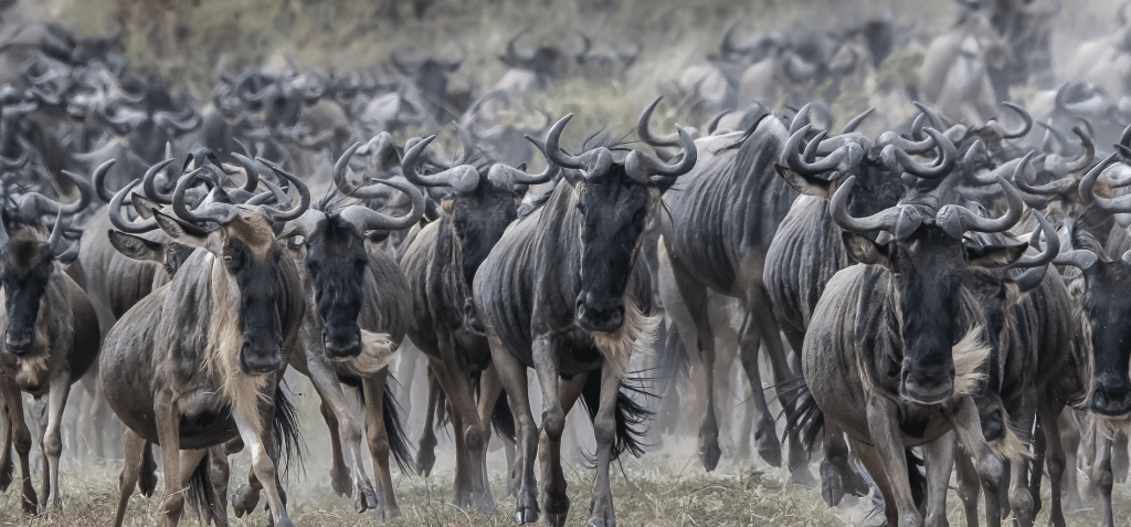 Hot Air Balloon Safaris in Akagera National Park