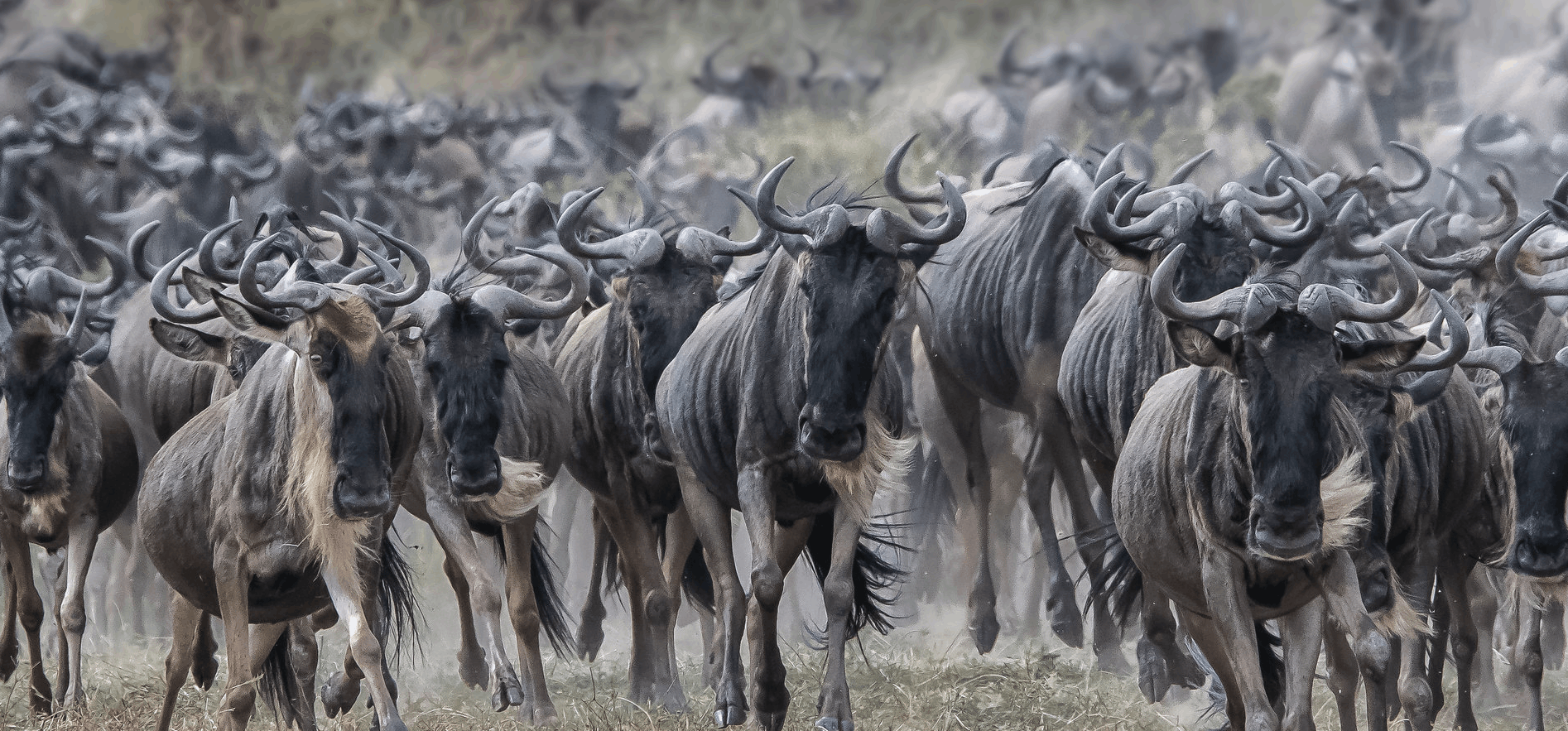 Slider Wildebeast Migration (1)