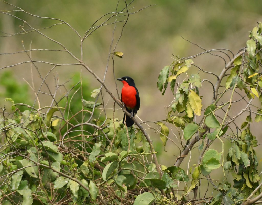 14-Day Ultimate Birding Safari in Uganda