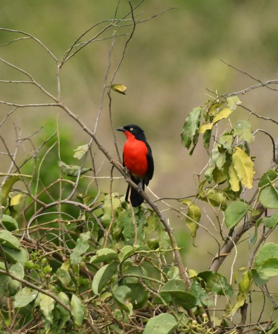 Birding Safaris