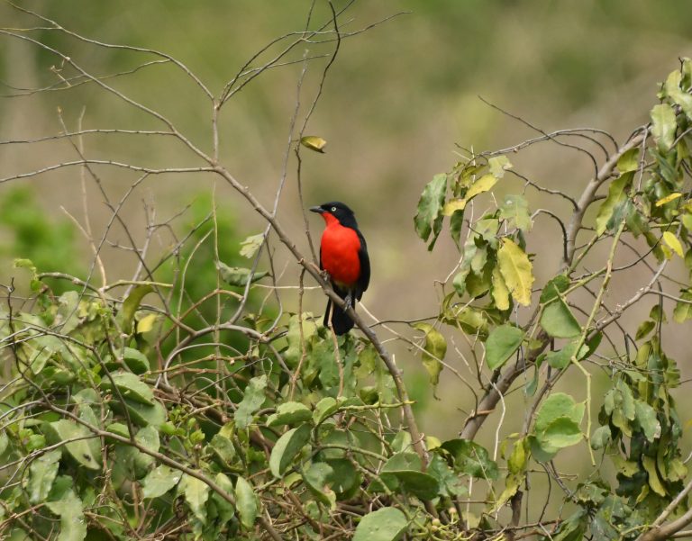 10 Days Uganda Birding Safari and Primate Trekking