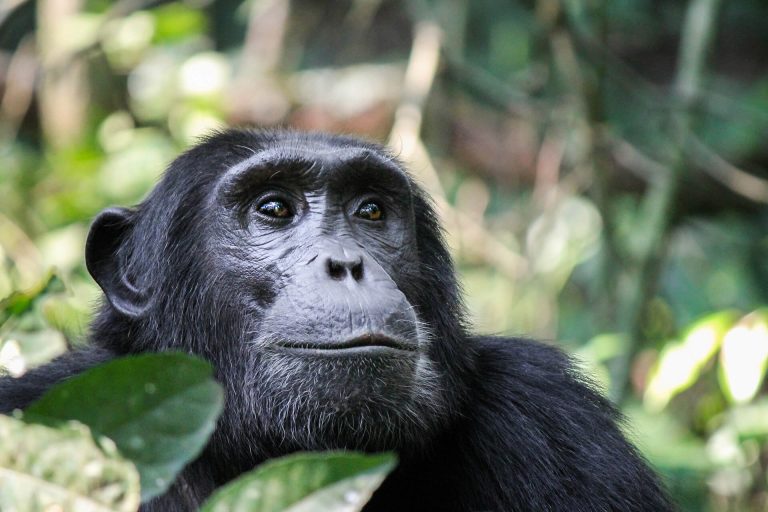 Explore Kibale National Park: Uganda’s Primate Paradise