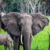 Elephant in the Ishasha sector of Queen Elizabeth National Park, Uganda