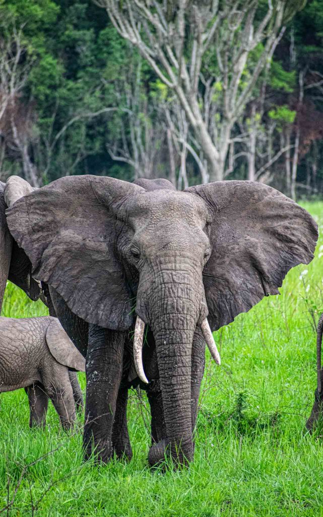 A Guide to Ruaha National Park