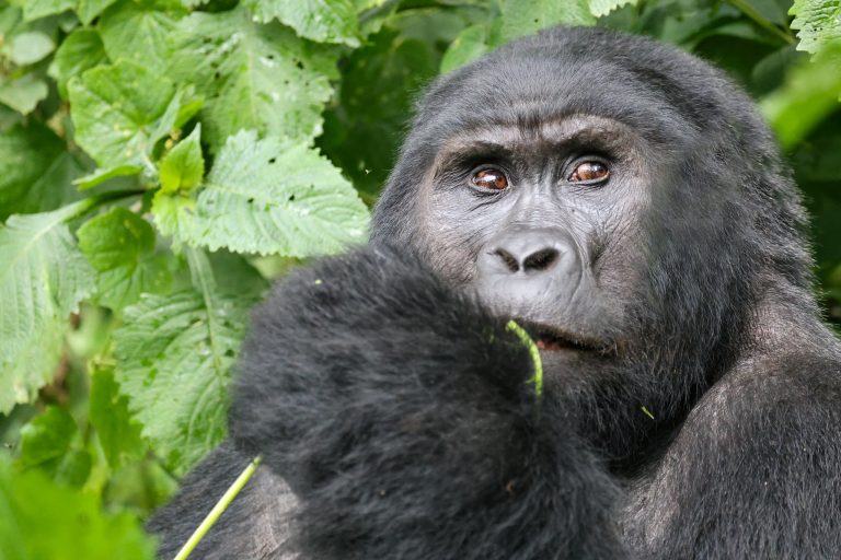 5 Days Kibale National Park Discovery Safari