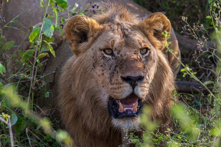 10 Days Tanzania Safari – Northern Circuit & Hot Springs