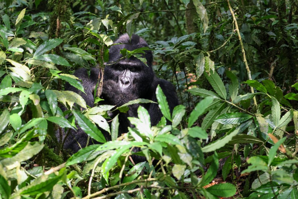 7 Days Congo Lowland Gorillas and Mountain Gorilla trekking