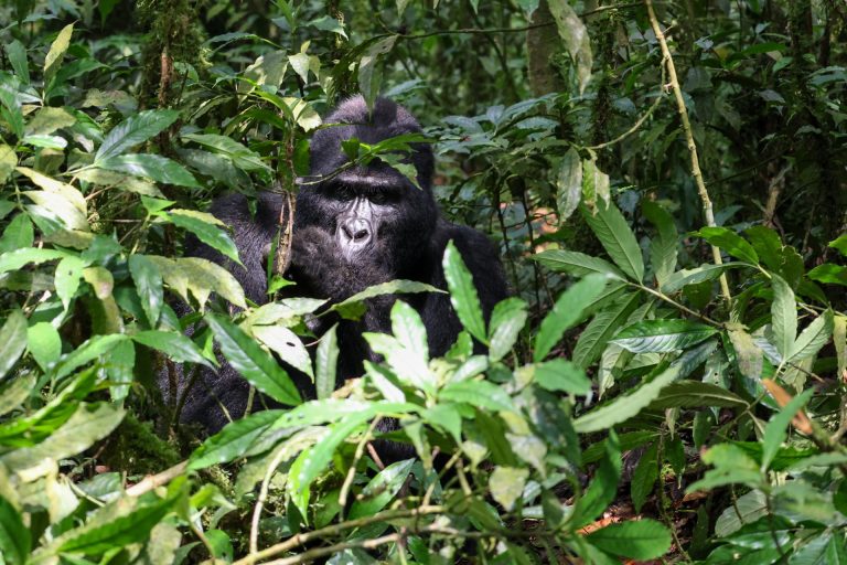 7 Days Congo Lowland Gorillas and Mountain Gorilla trekking