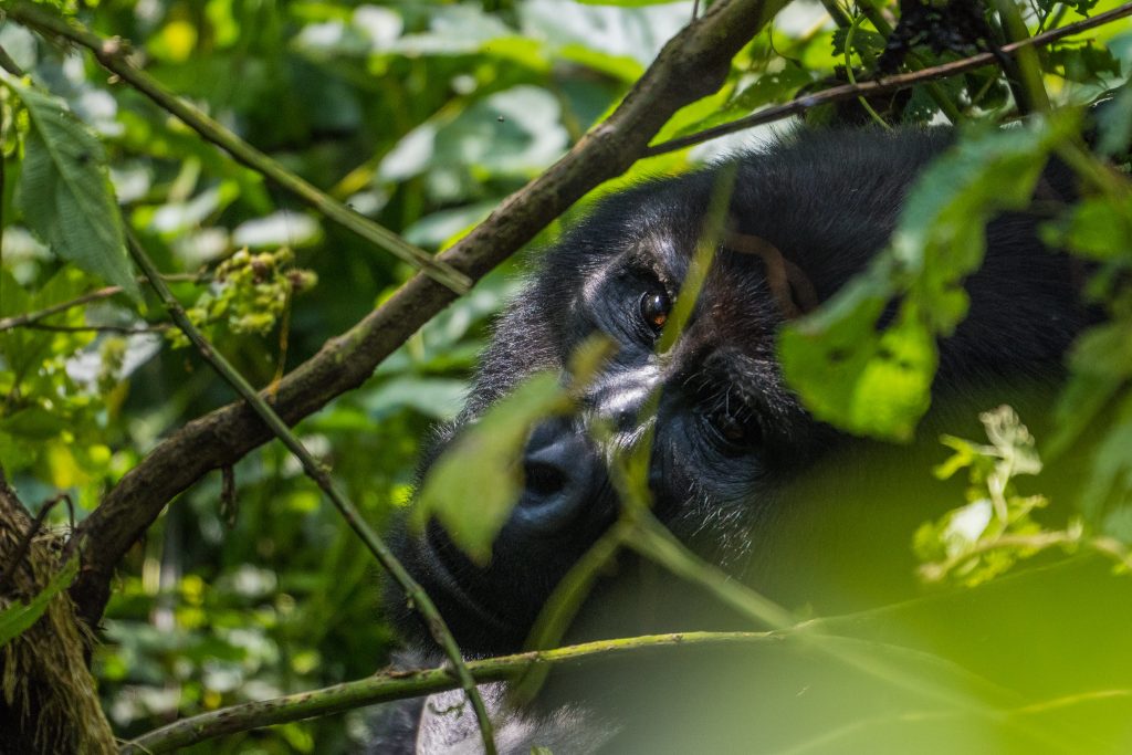 12-Day Gorillas, Chimpanzees & Big Five Safari in Uganda