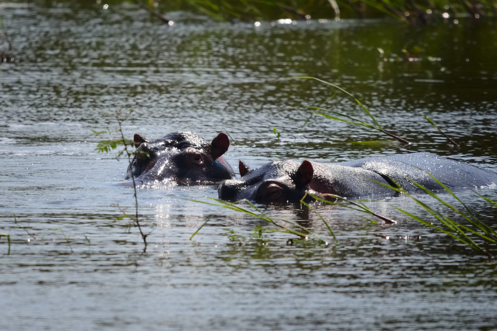 9 Days Safari Rwanda