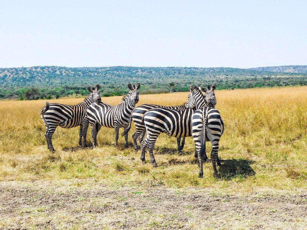9 Days Best Safari Rwanda