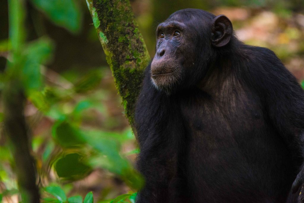 Chimpanzee trekking in Uganda.