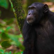 Explore Kibale National Park: Uganda’s Primate Paradise