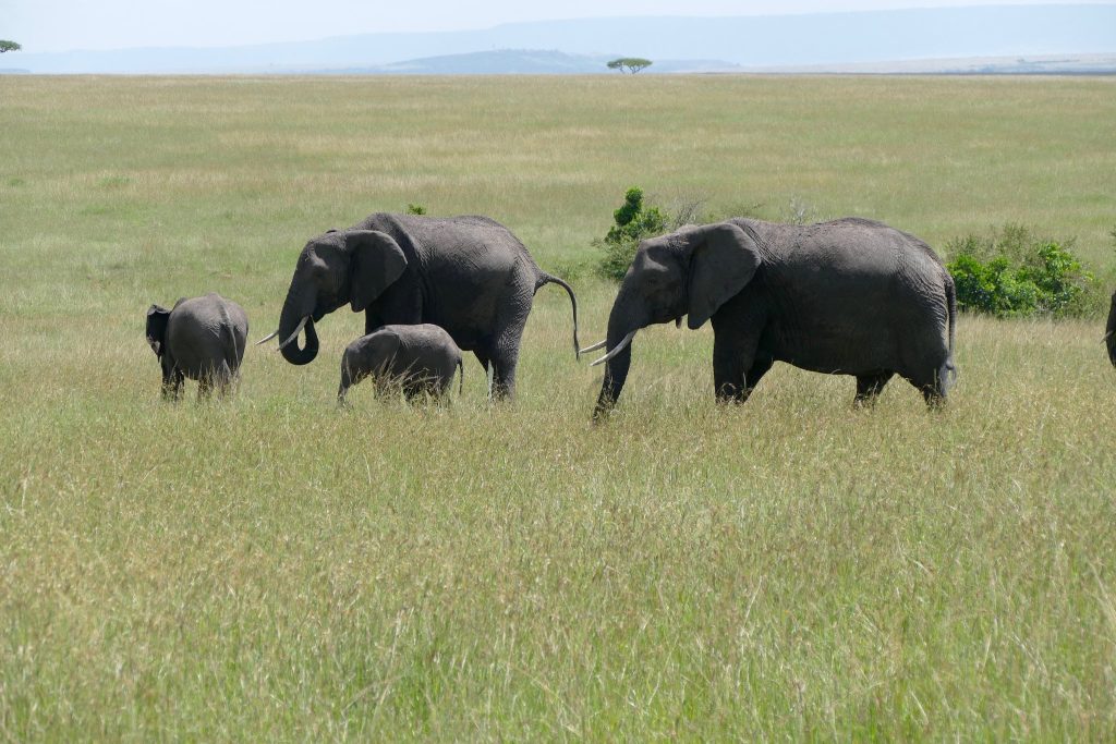 12-Day Gorillas, Chimpanzees & Big Five Safari in Uganda