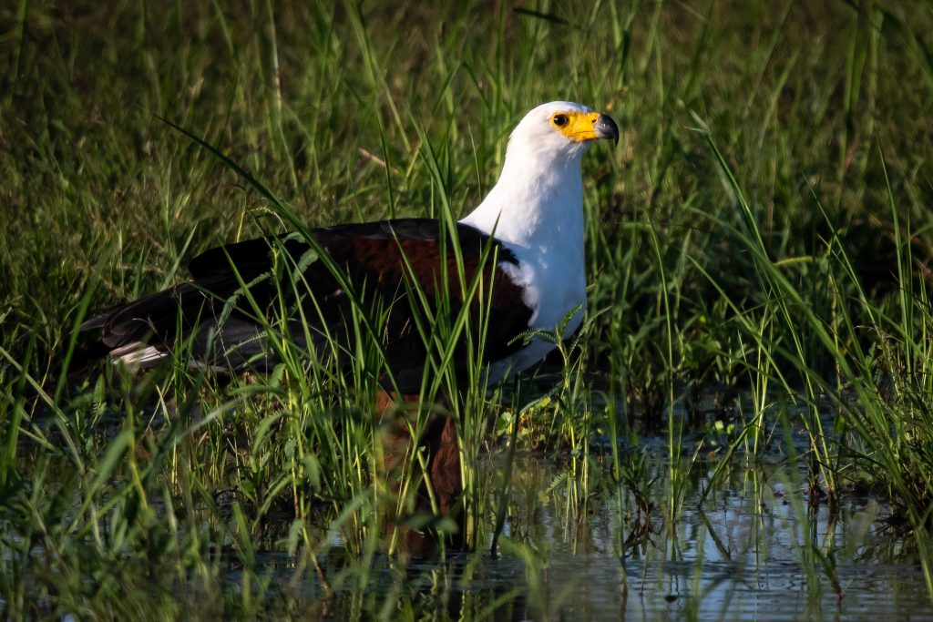 African Fish Eagle, Tarangire National Park