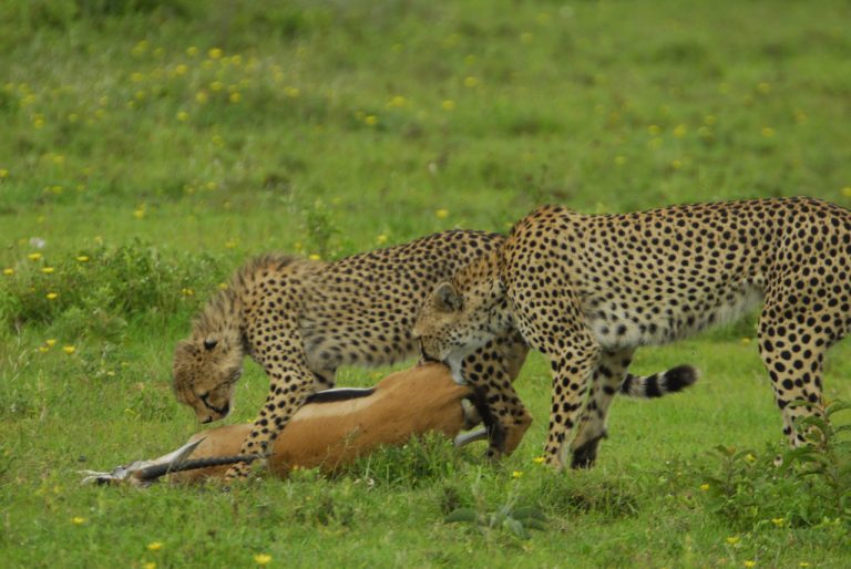 5 Days Serengeti Safari & Gorilla Trekking in Uganda