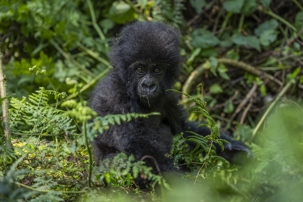 Rwanda Safaris