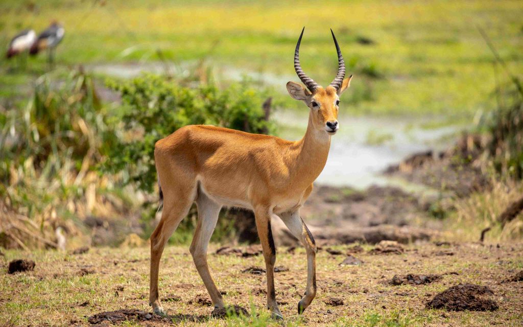 7-Day Gorillas, Chimps & Queen Elizabeth National Park Safari – Uganda Wildlife Adventure