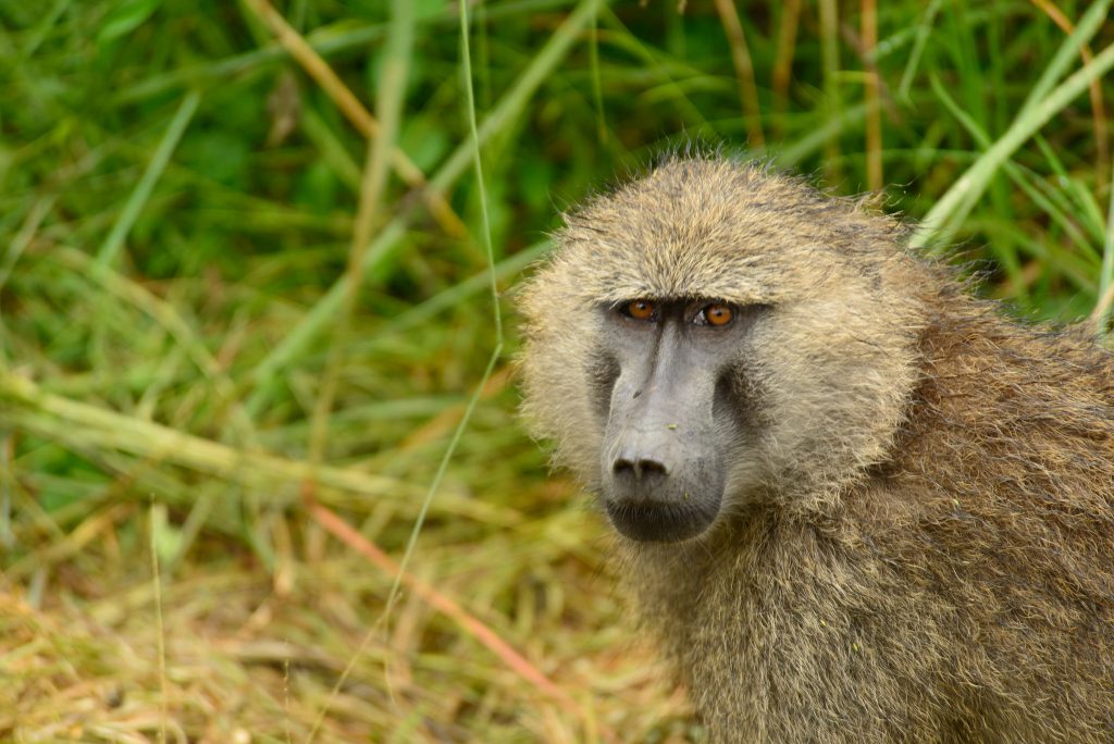 Arusha National Park