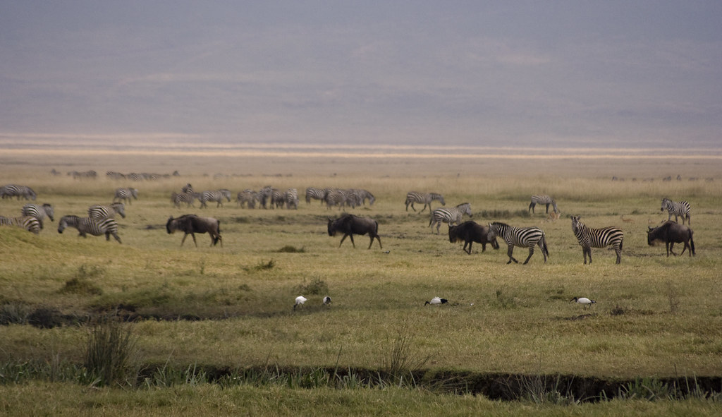 Birds, Wildebeasts And Zebras In Ngorongoro Conservation Areas