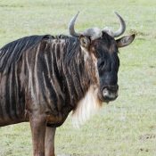 Blue Wildebeast Ngorongoro