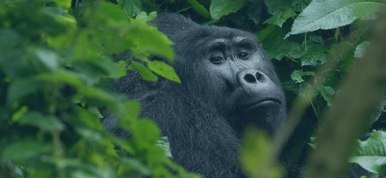 10 Days Uganda Adventure Safari – Primates & Gorilla Habituation