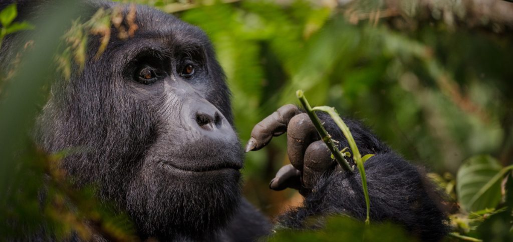 8 Days Rwanda Primates & Cultural Safari