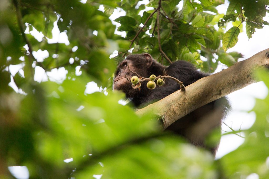 8-Day Uganda Gorilla, Birds, and Chimpanzee Safari