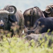 Cape Buffalo African Bovine Lake Nakuru National Park