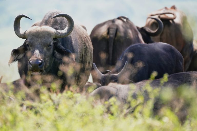 14 Days Kenya: Lonely Mountain Trails & Equatorial Safari