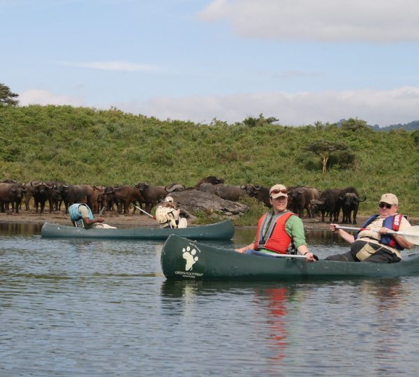 Cape Buffalo on Momella Lake