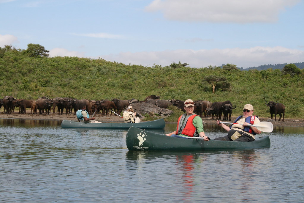 Cape Buffalo on Momella Lake