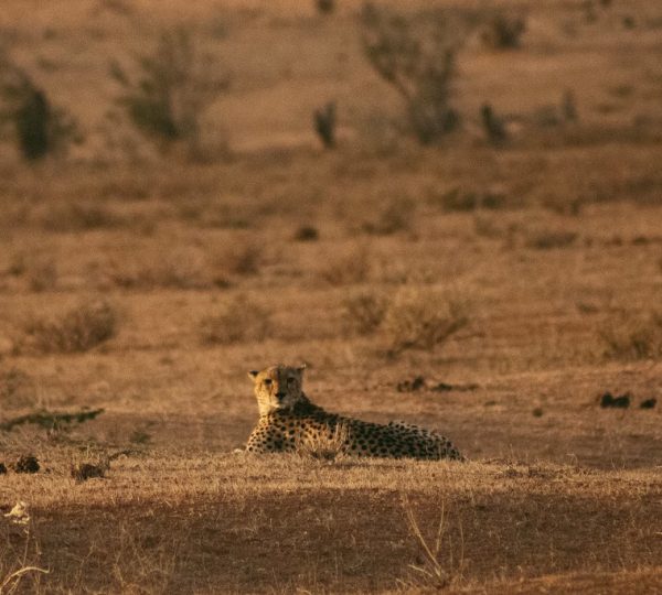 Cheetah-Tsavo-East-National-Park.jpg