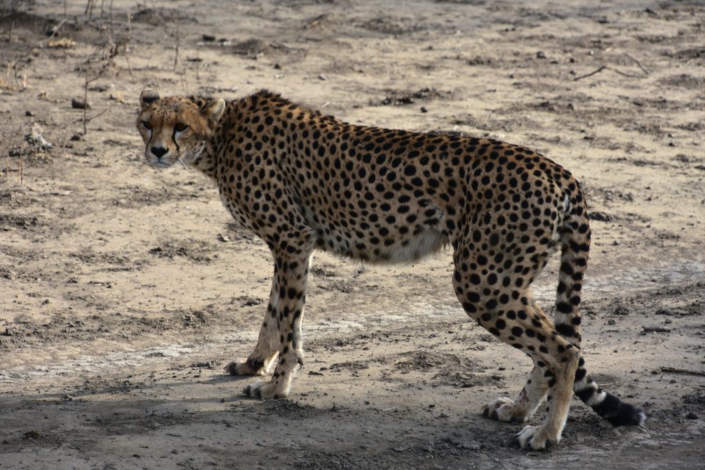 5-Day Tanzania Wildlife Safari
