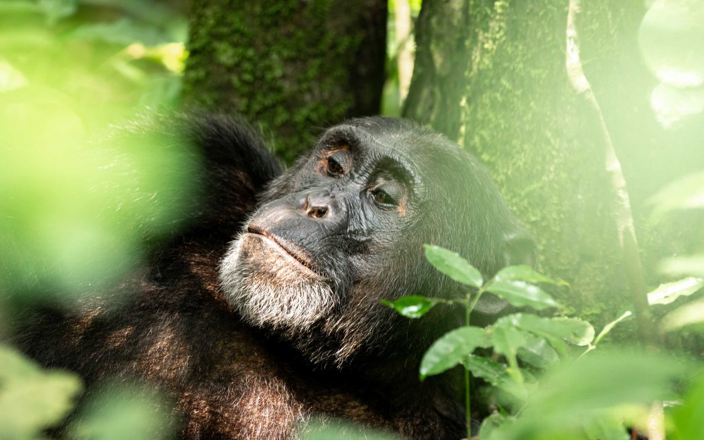 Guide to Chimpanzee Trekking in Rwanda’s Nyungwe Forest Discover the Magic of Chimpanzee Trekking