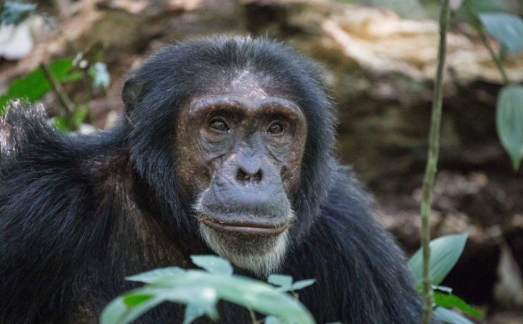 12-Day Gorillas, Chimpanzees & Big Five Safari in Uganda