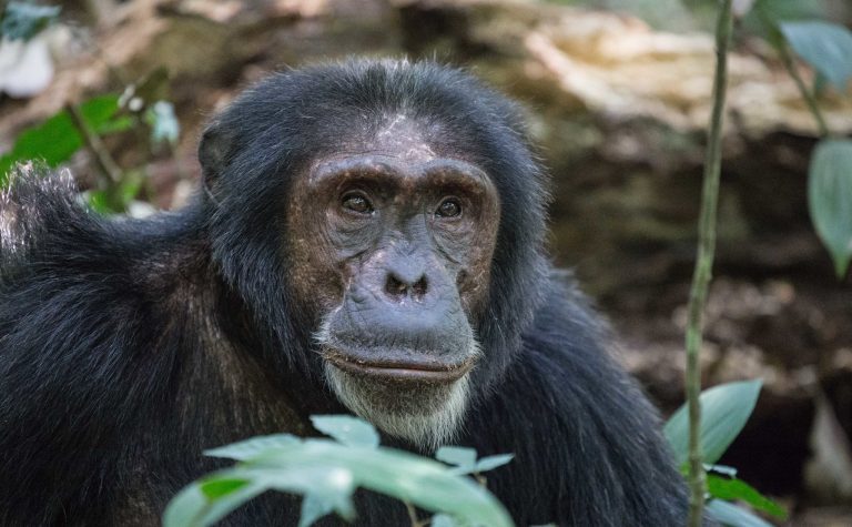 7 Days Gorilla Trekking Rwanda & Chimpanzees