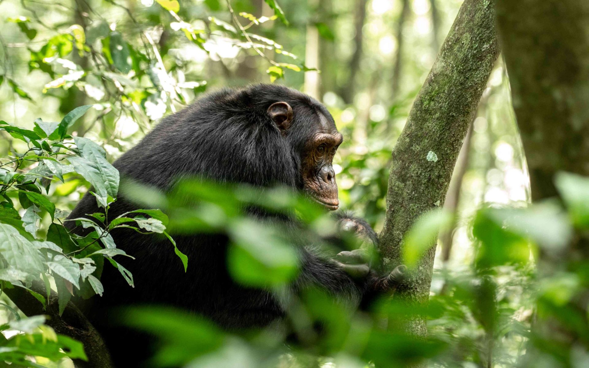 8 Days Uganda Safari – Chimpanzees, Gorillas & Wildlife