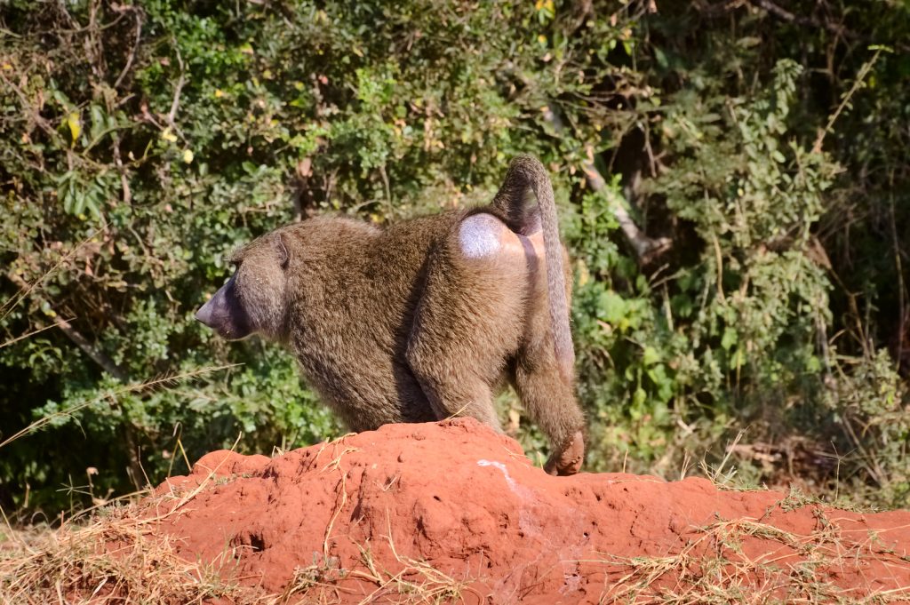 1 Day Gorilla Trek Rwanda from Kigali