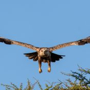 Eagle landing in Tarangire