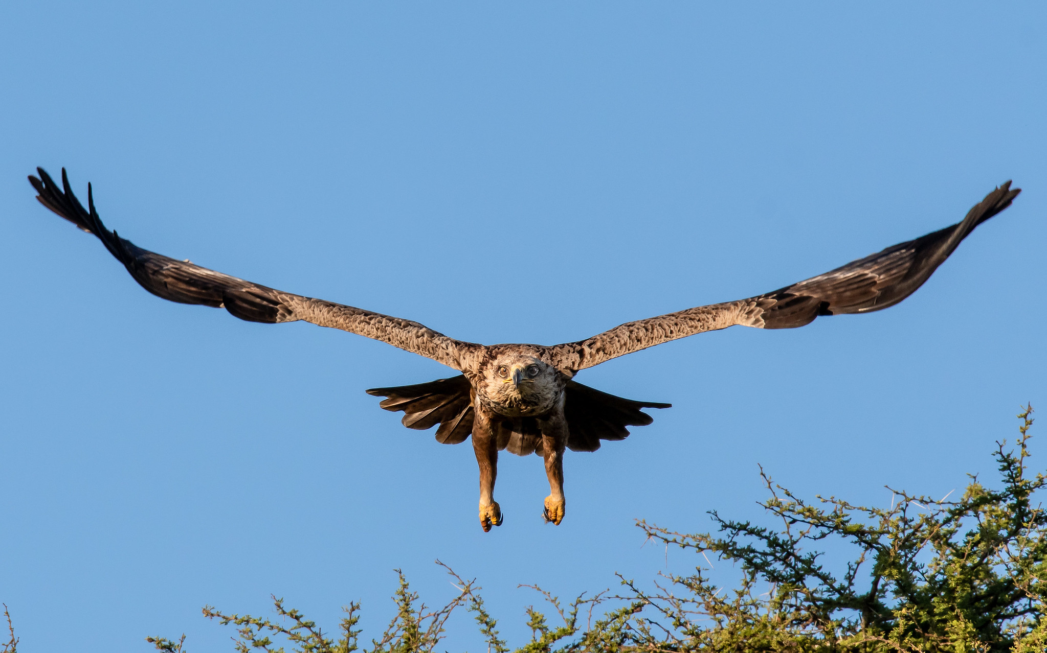 Eagle landing in Tarangire