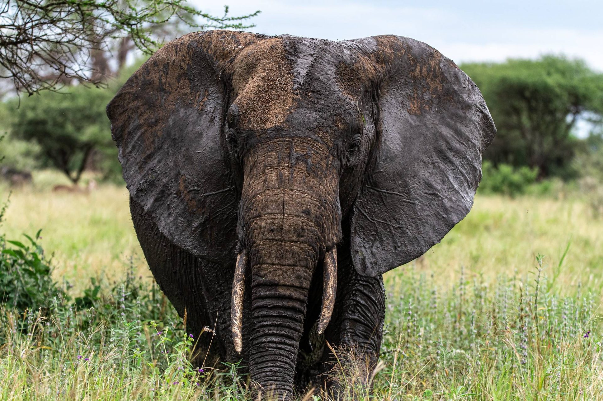 9 Days Serengeti & Zanzibar Safari