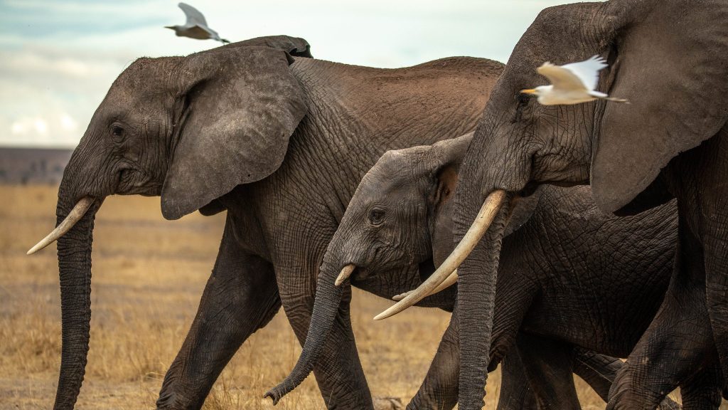 Activities in Meru National Park
