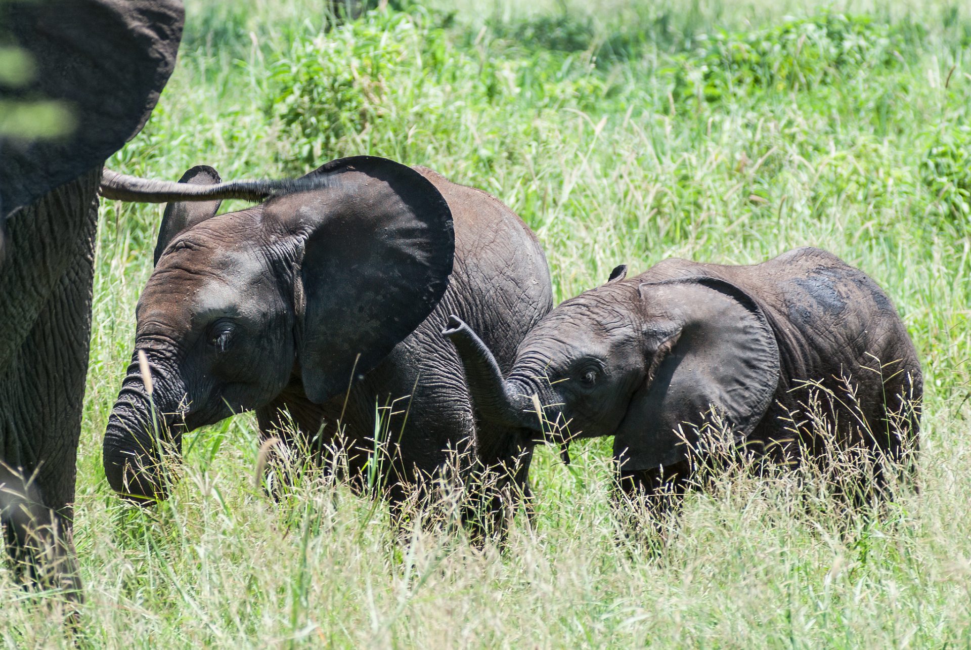 Elephants In Tarangire National Park