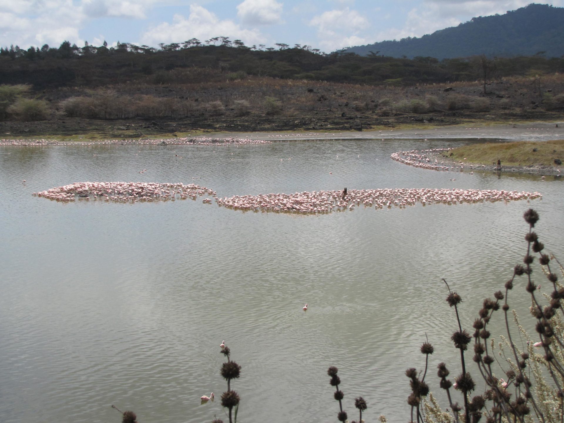 Flamingos At Momella Lake