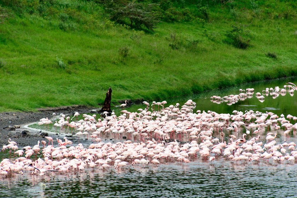 Flamingos In Arusha National Park